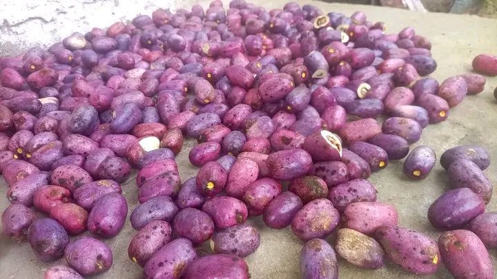 Le Safou